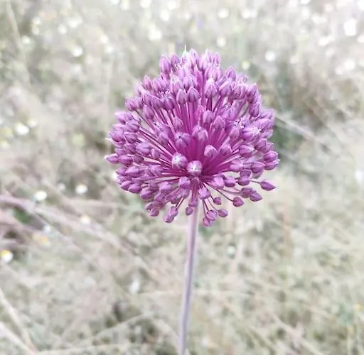 Olivae Aracena
