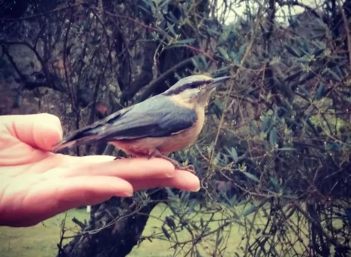 Olivae Alpehytte Aracena