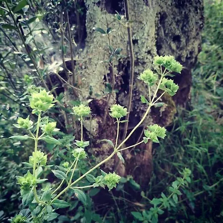 Alpstuga Olivae